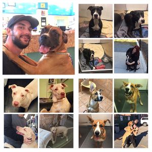 2016 Montreal End BSL Advocacy and Rescue Mission