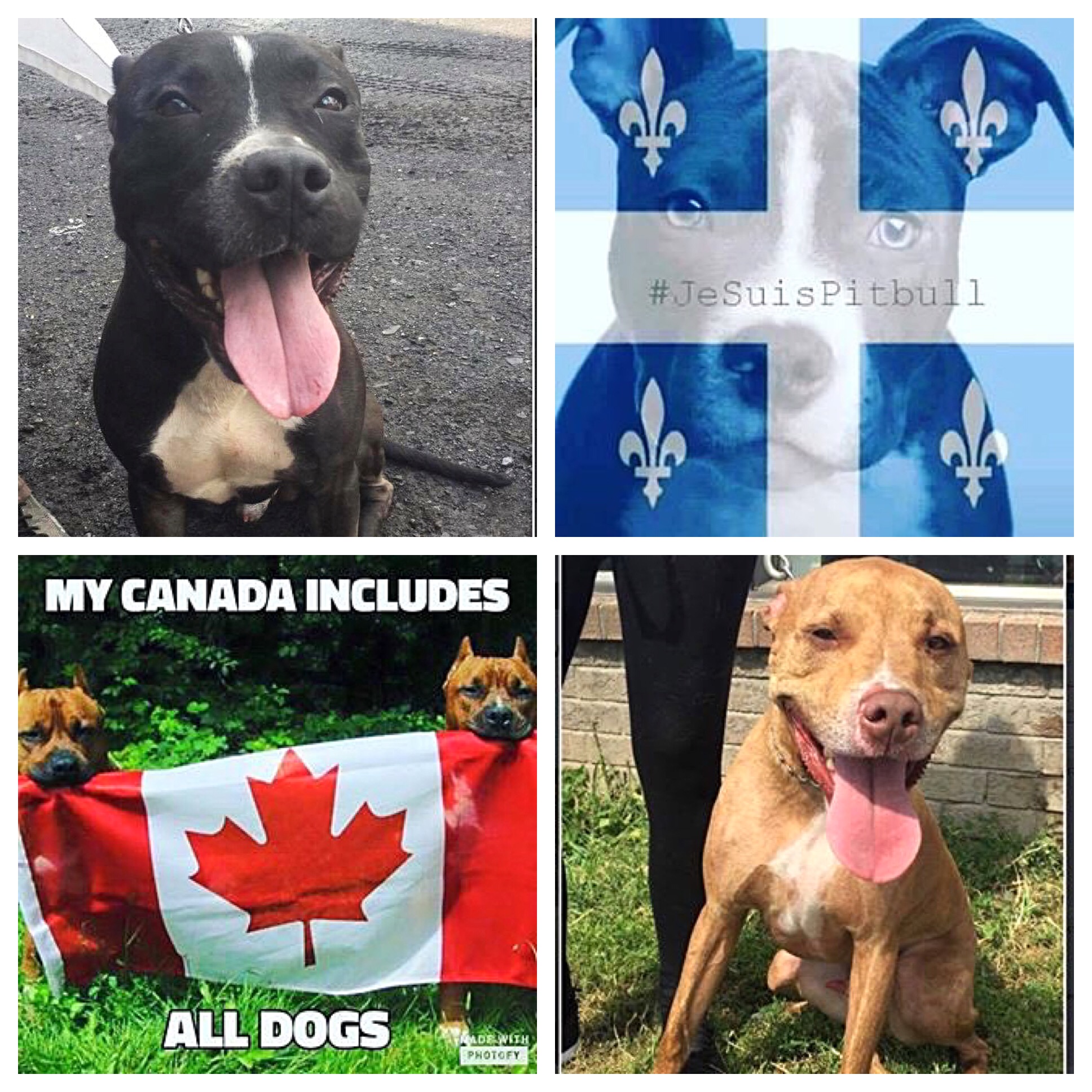 2017 Montreal End BSL Advocacy and Rescue Mission