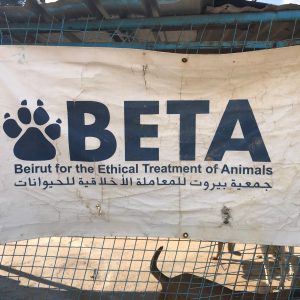 Lebanon & Beirut for the Ethical Treatment of Animals (BETA) Rescue Mission