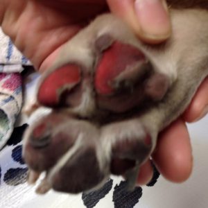 DOGS PAWS ON HOT SURFACES