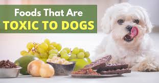 POISONOUS FOODS FOR DOGS