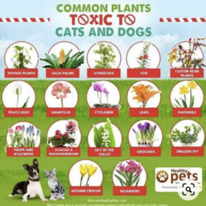 Dangerous Plants for Dogs and Cats