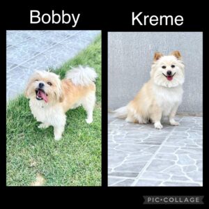 Adoptable Bobby and Kreme