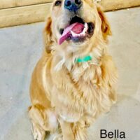 Adoptable Bella