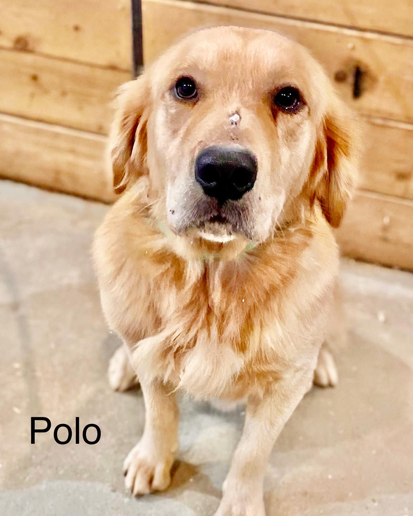 Adoptable Polo