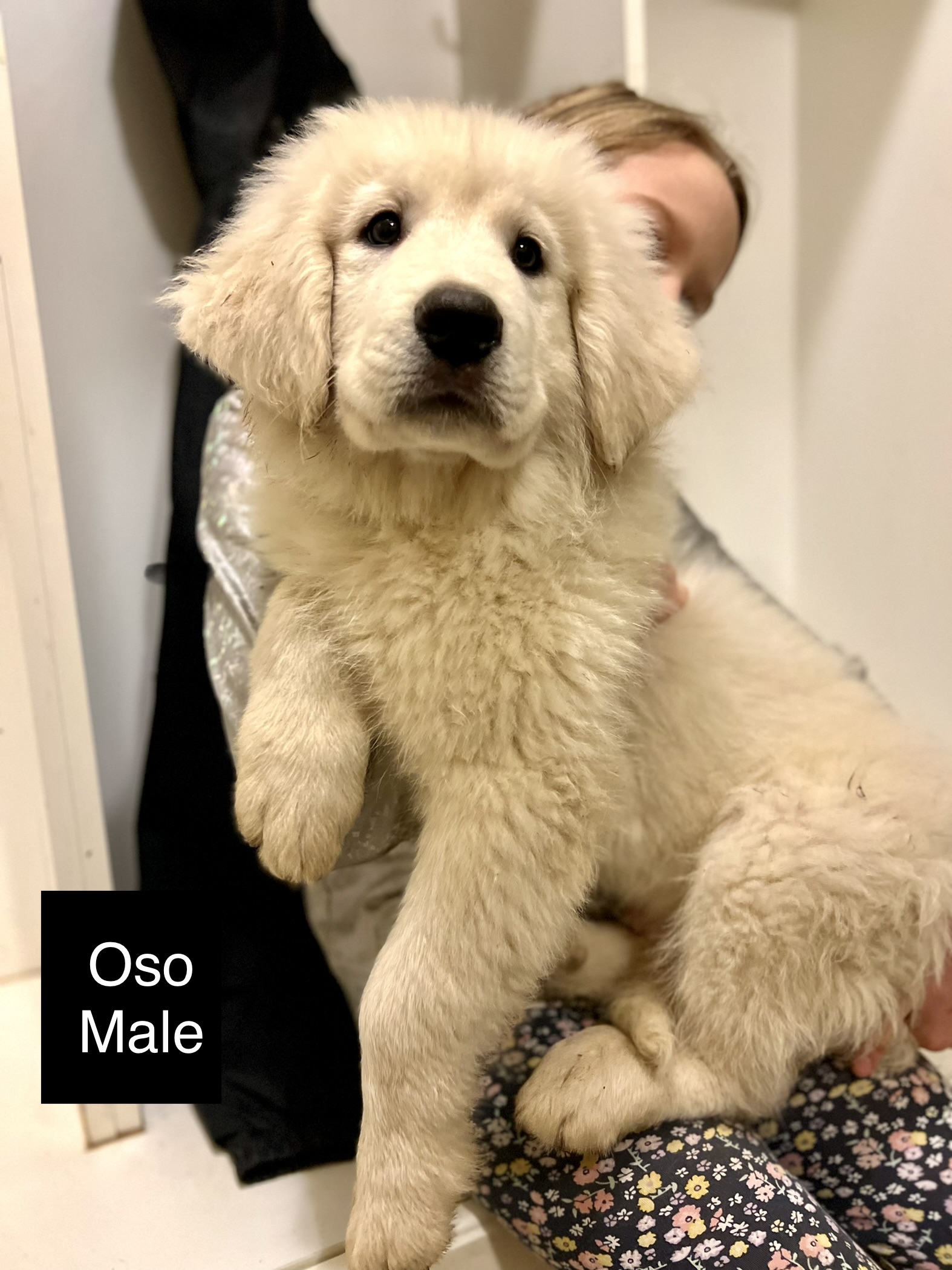 You are currently viewing Adoptable Oso
