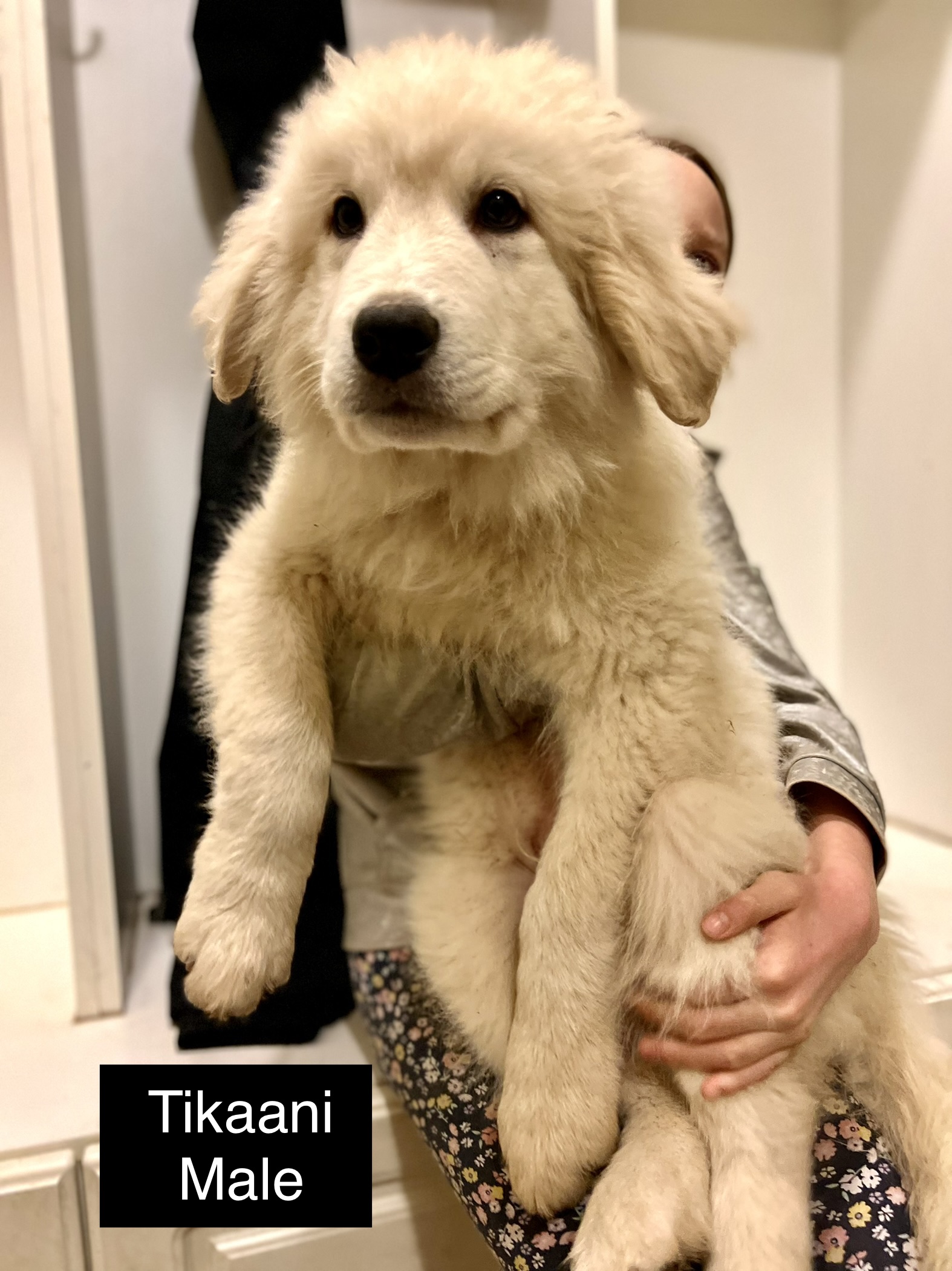 You are currently viewing Adoptable Tikaani