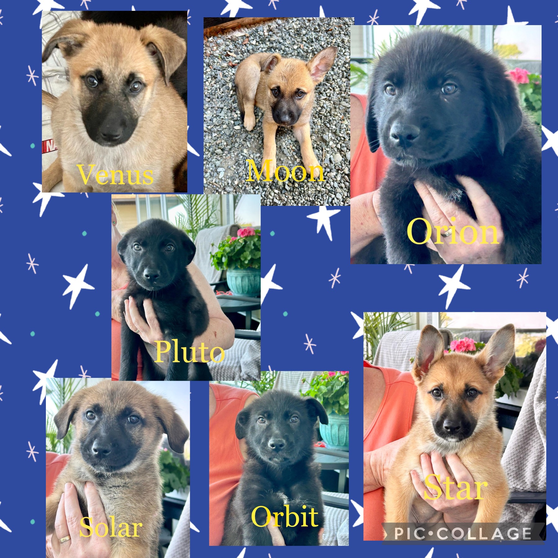 Adoptable Puppies