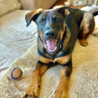Adoptable Appa!
