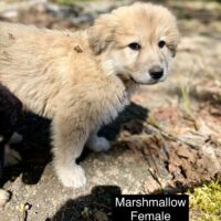 Adoptable Marshmallow