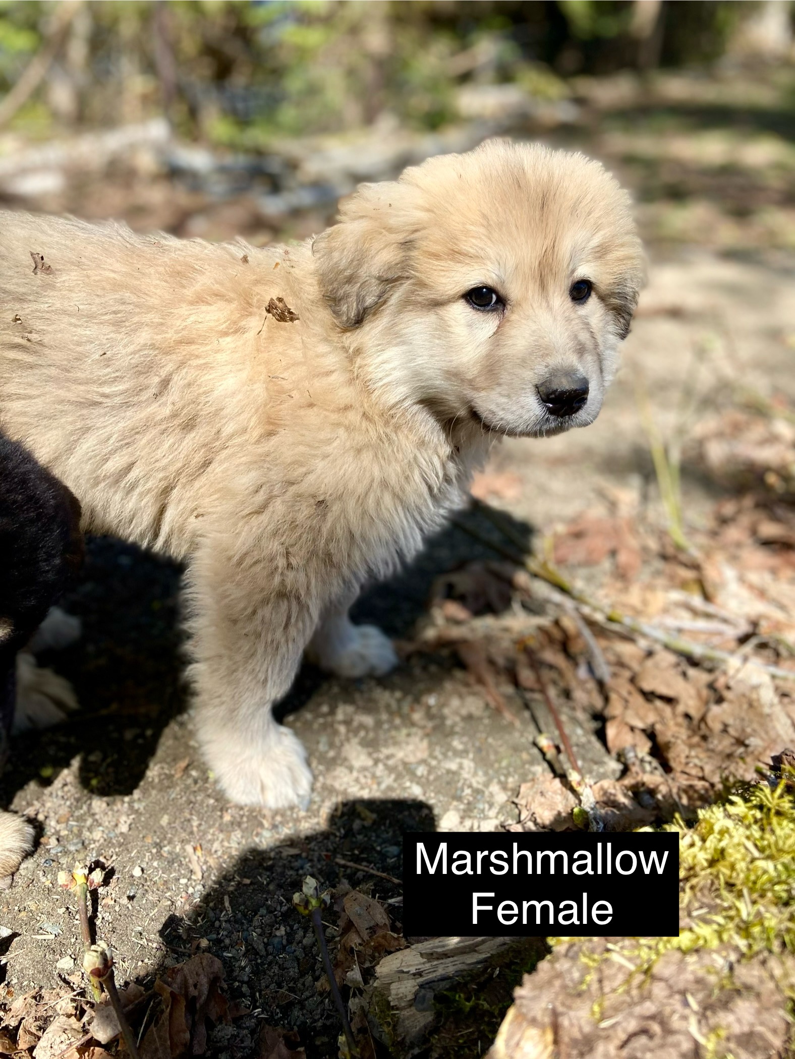 Adoptable Marshmallow