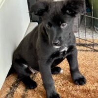 Adoptable Puppy Winnie