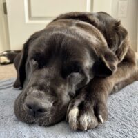 Adoptable Coco