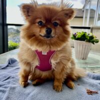 Adoptable Hunny