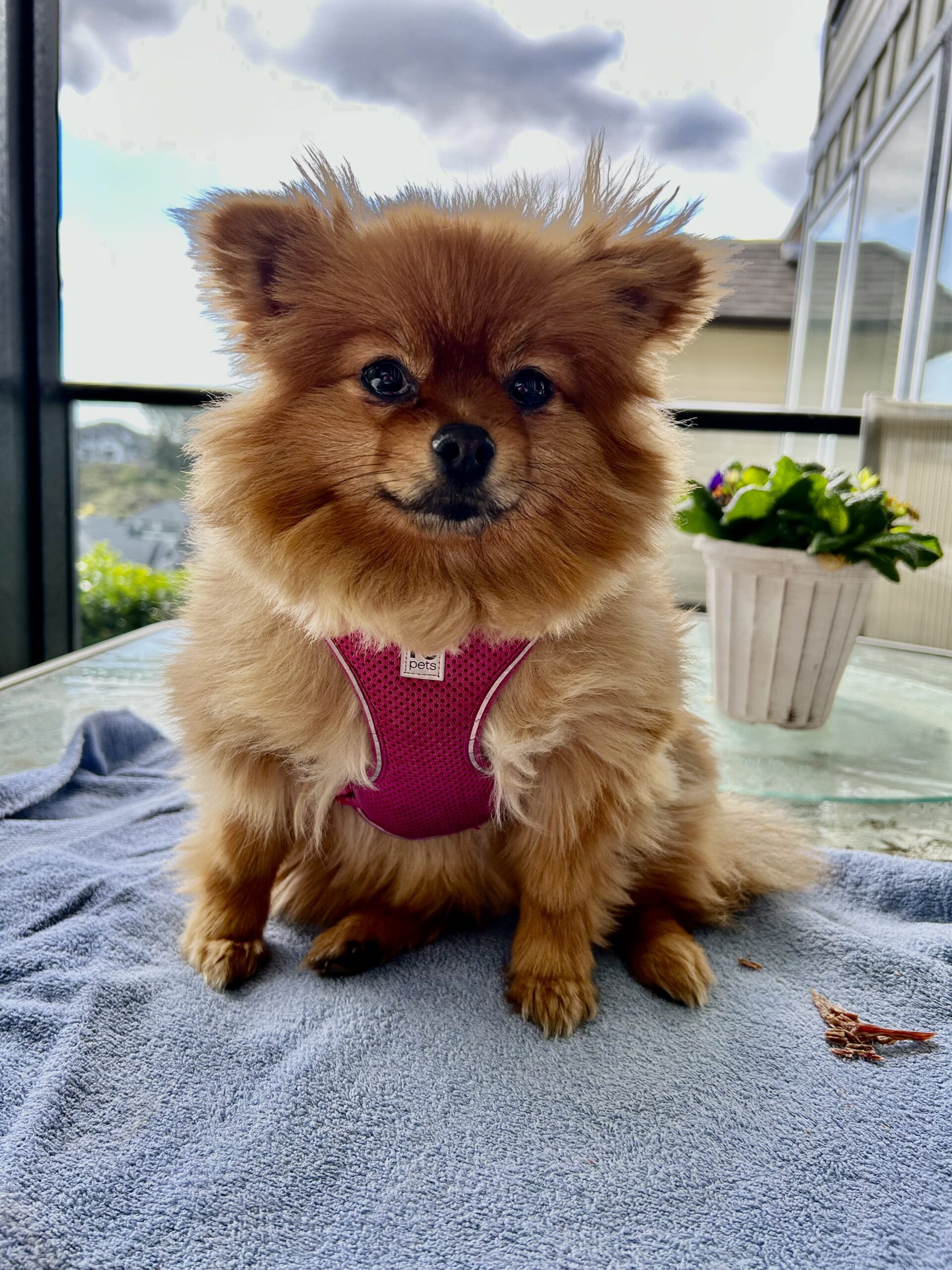 Adoptable Hunny