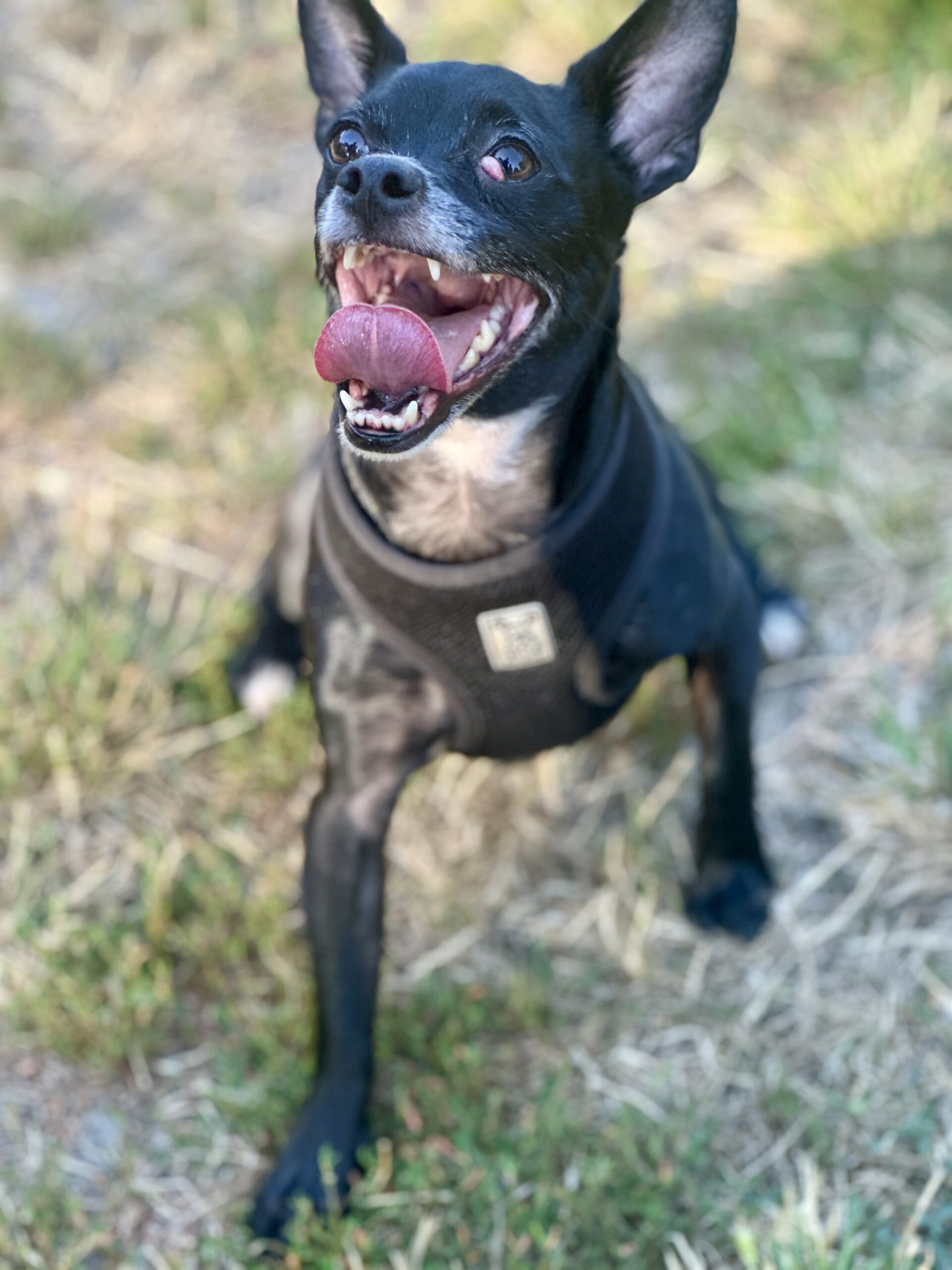 Adoptable Odin