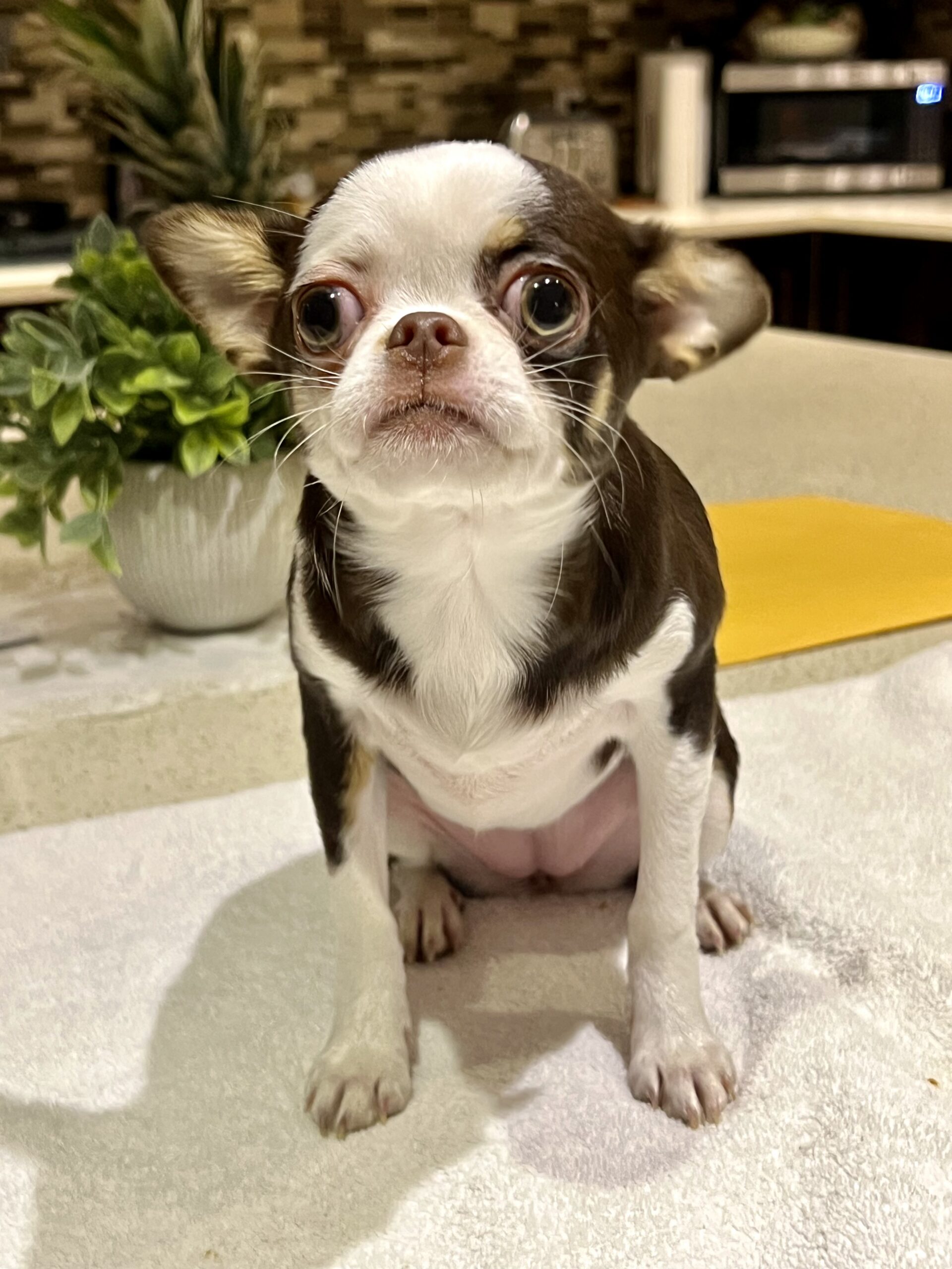 Adoptable Peanut