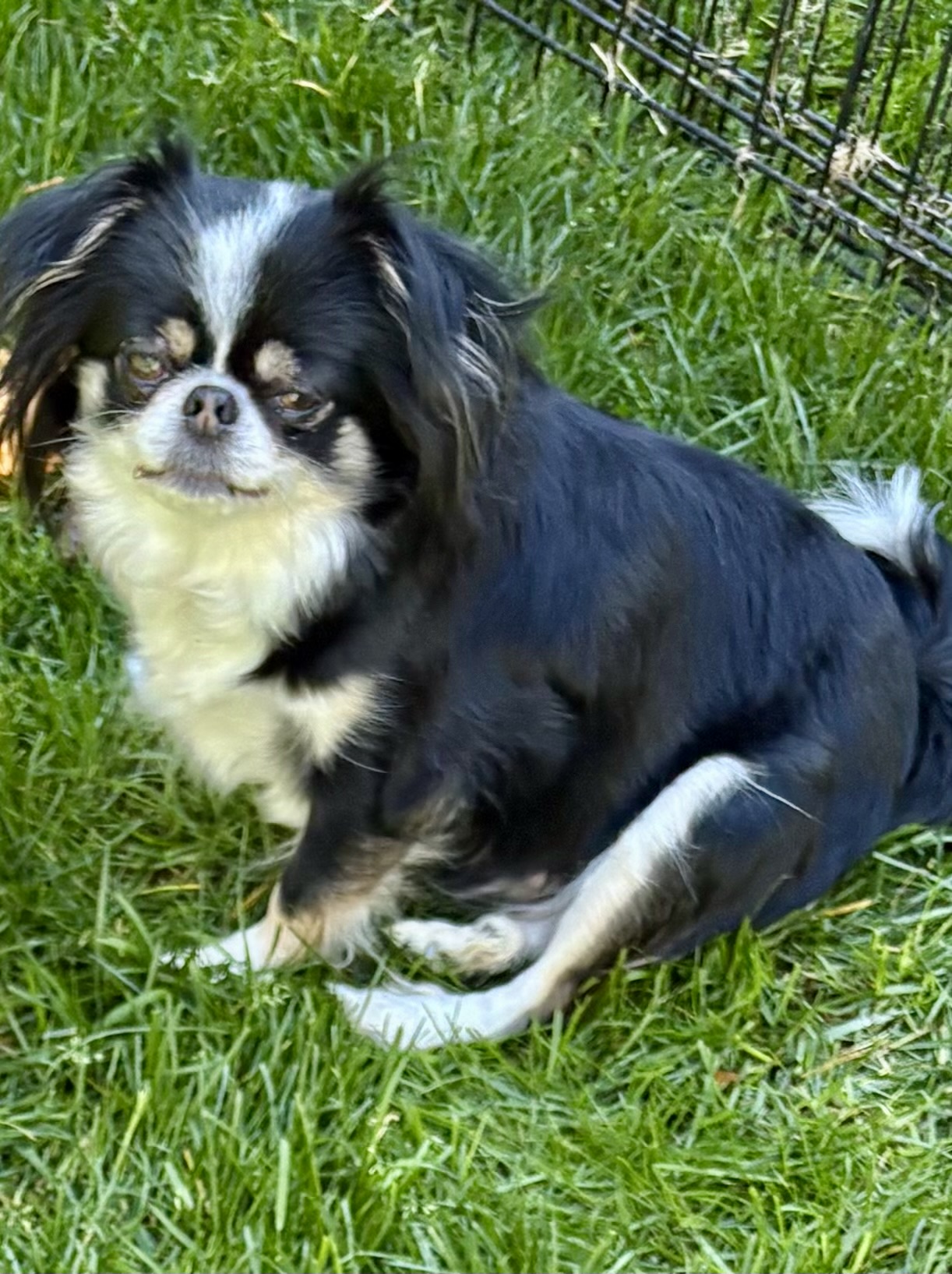 Adoptable Pistachio