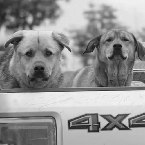 dog-back-of-truck