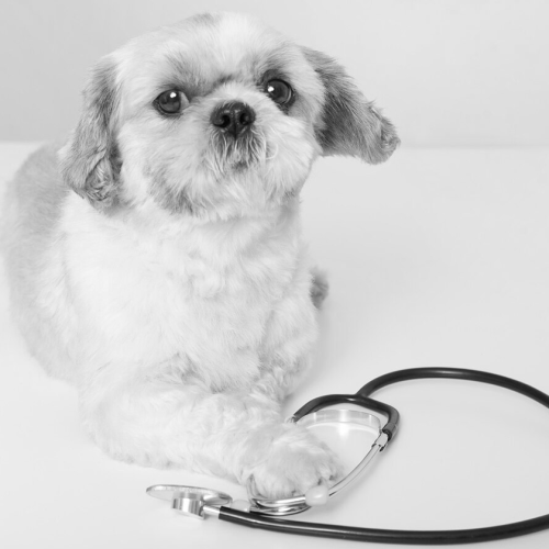 health-care-dog